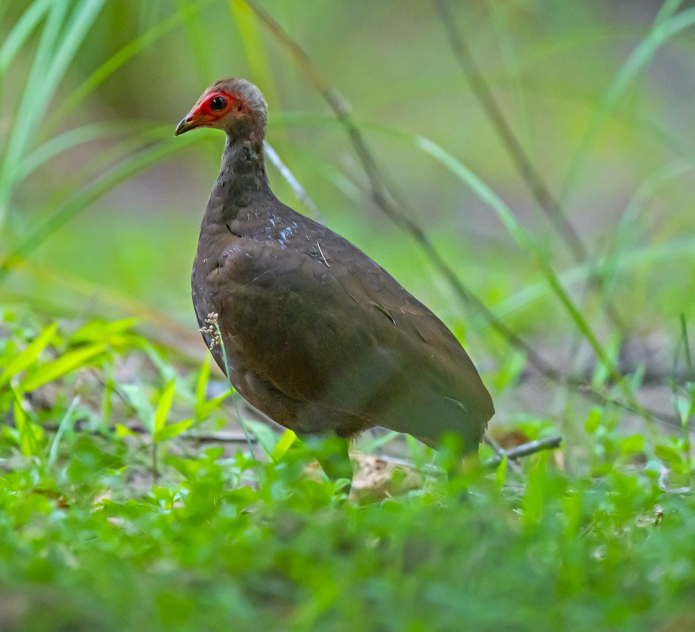 Playing Hide and Seek with the Nicobar Megapode