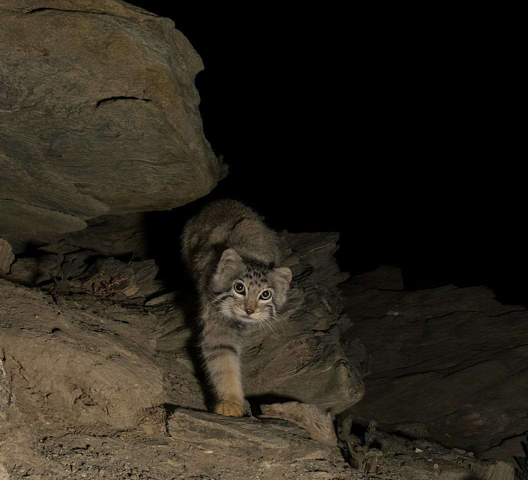 Quiz: Small Carnivores