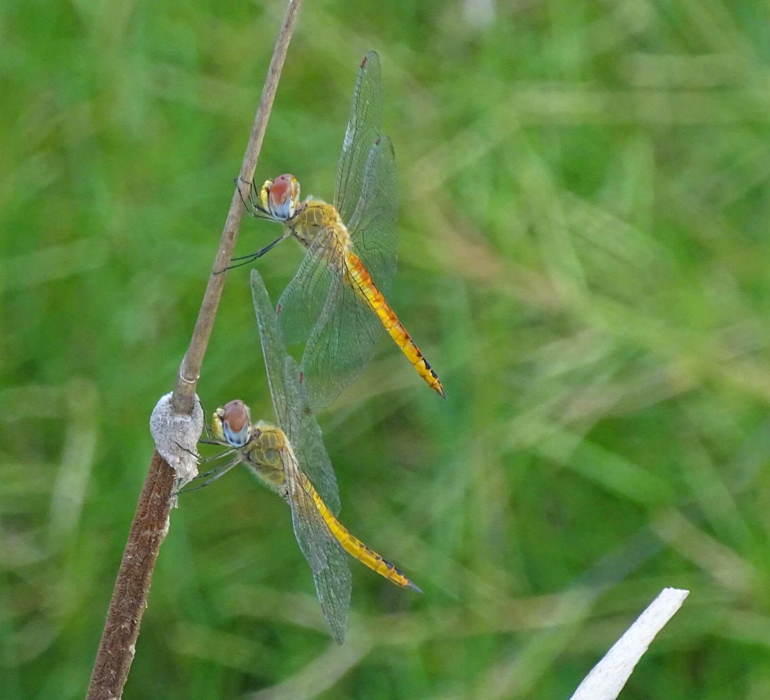 Wandering Glider: World Traveller and Weather Vane