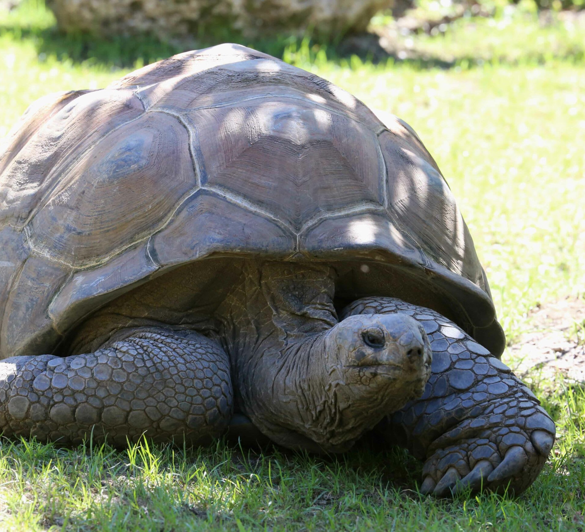 Smugglers Using Government Scheme as a Tool for Exotic Wildlife Trade