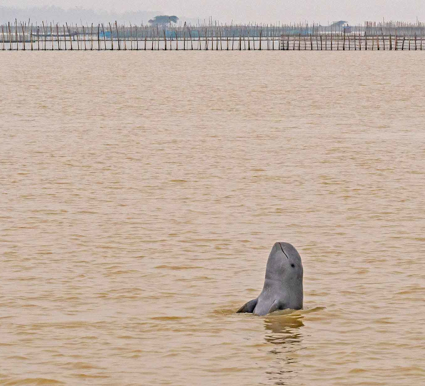 A Fine Balance: Irrawaddy Dolphins in Chilika Lake