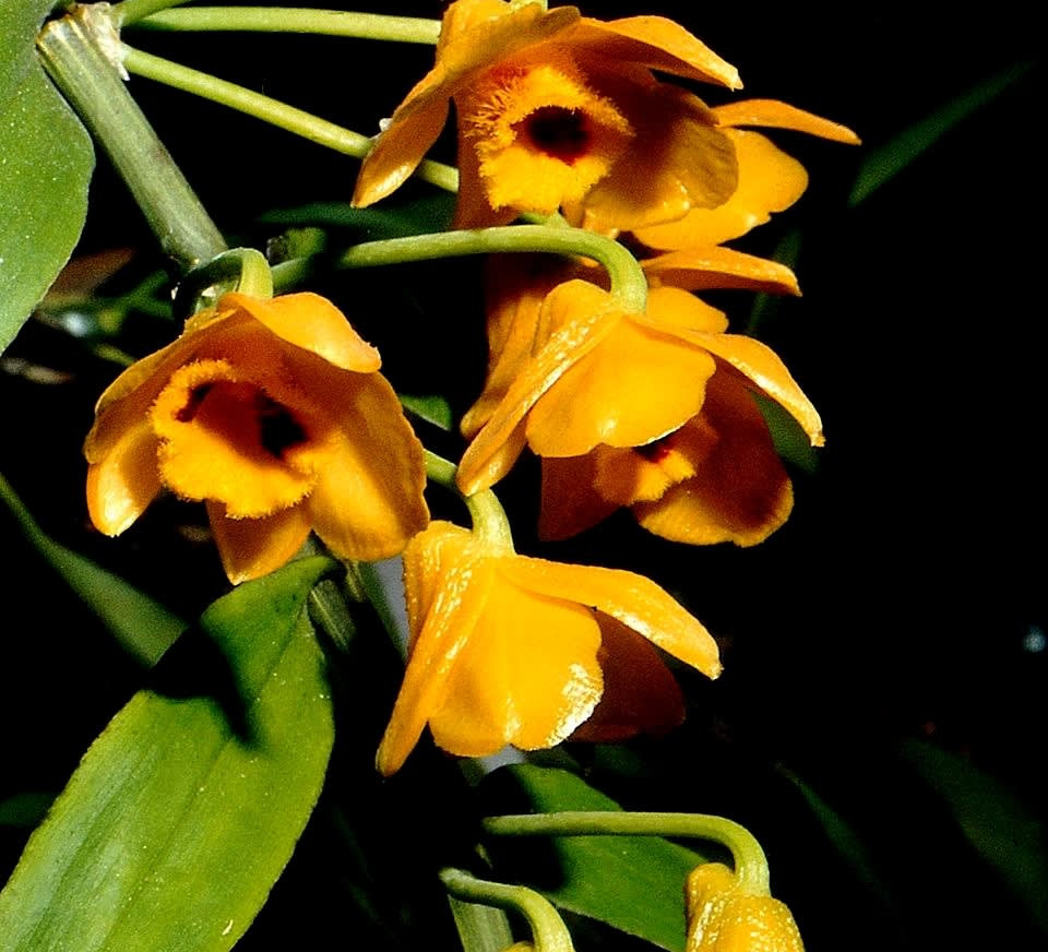 In Arunachal, Locals and Officials Join Hands to Conserve Orchids