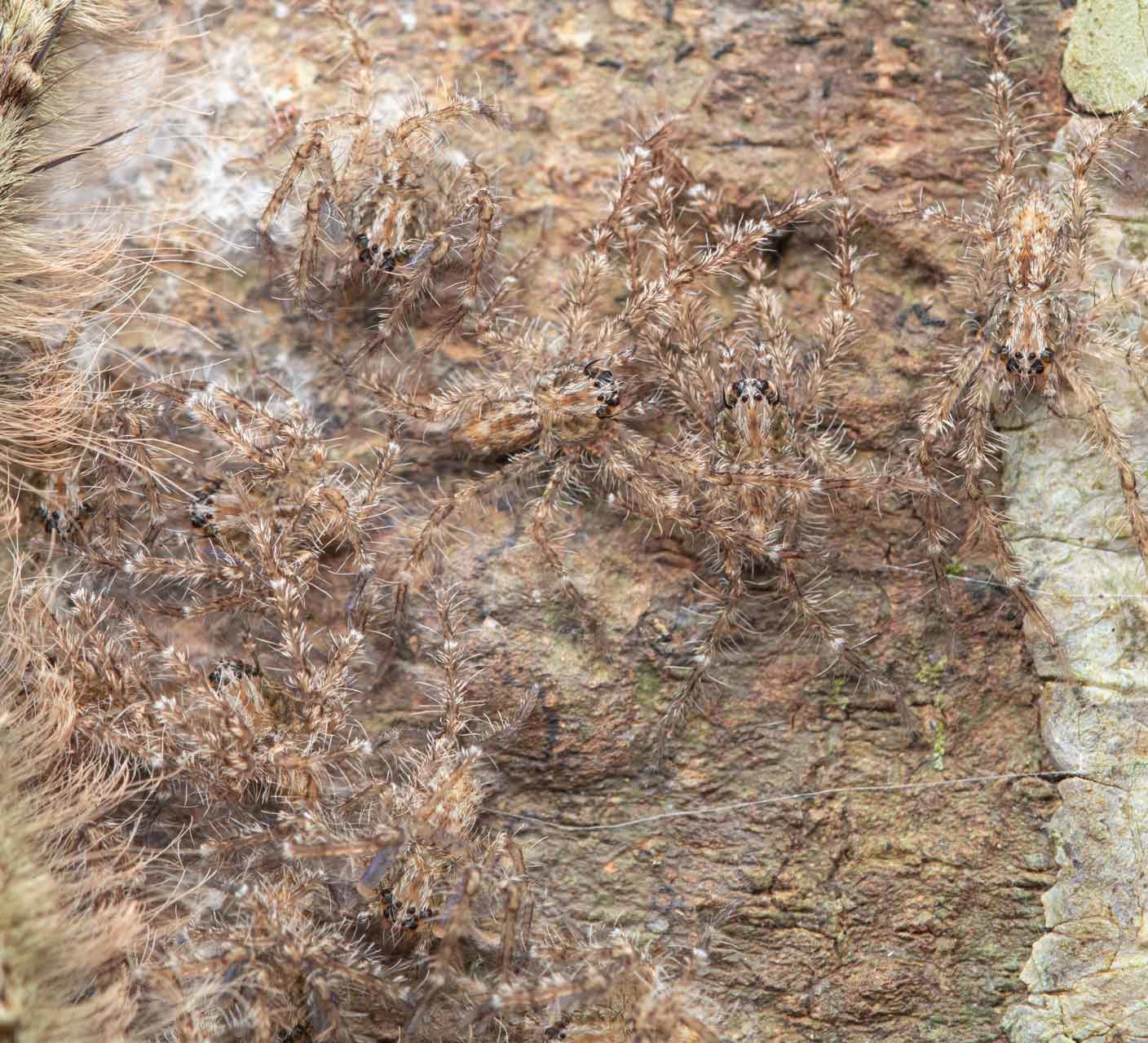 The Spider Next Door: Non-conformists in Camouflage