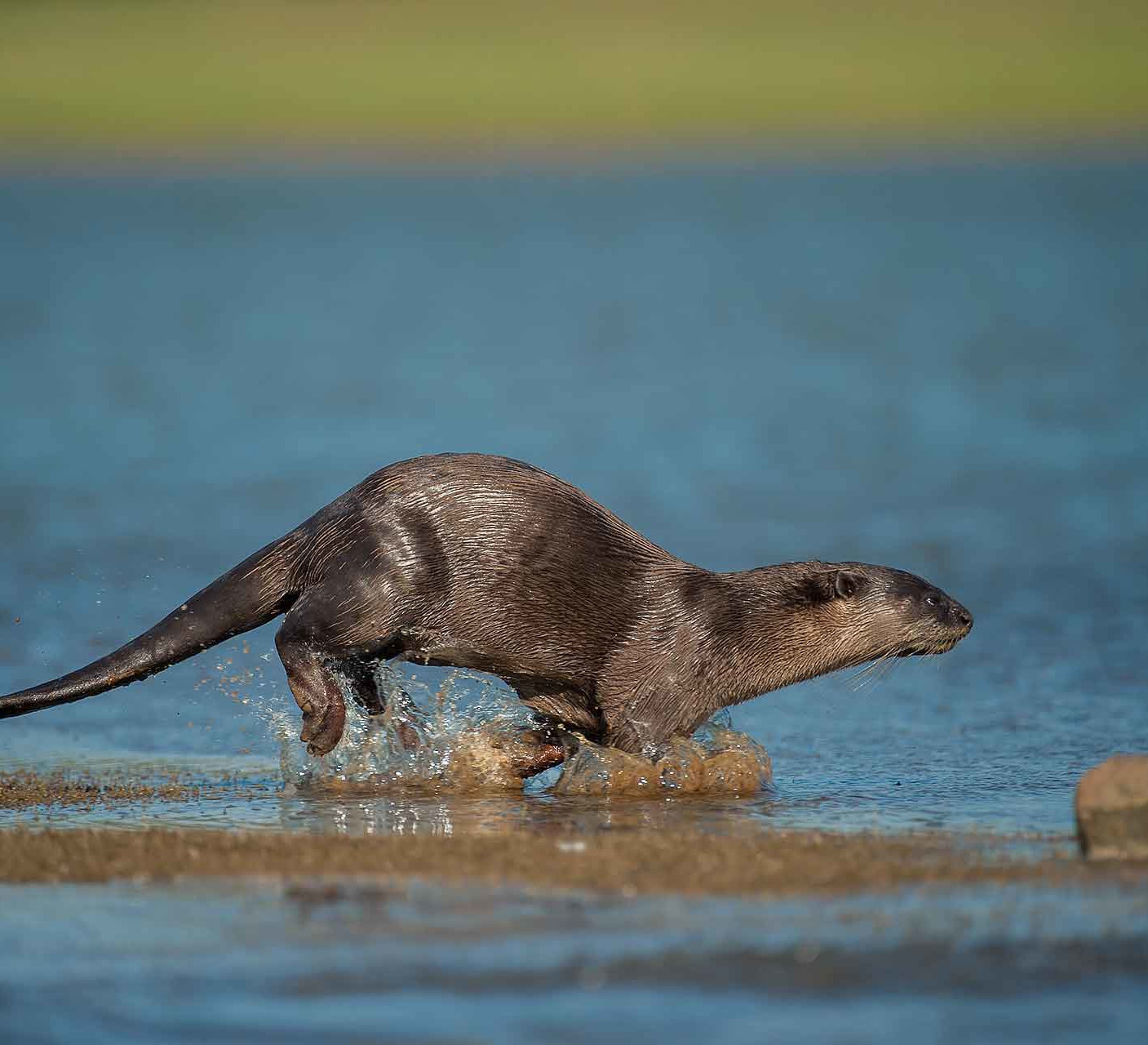 Let the River Run: Smooth-coated Otters on the Cauvery