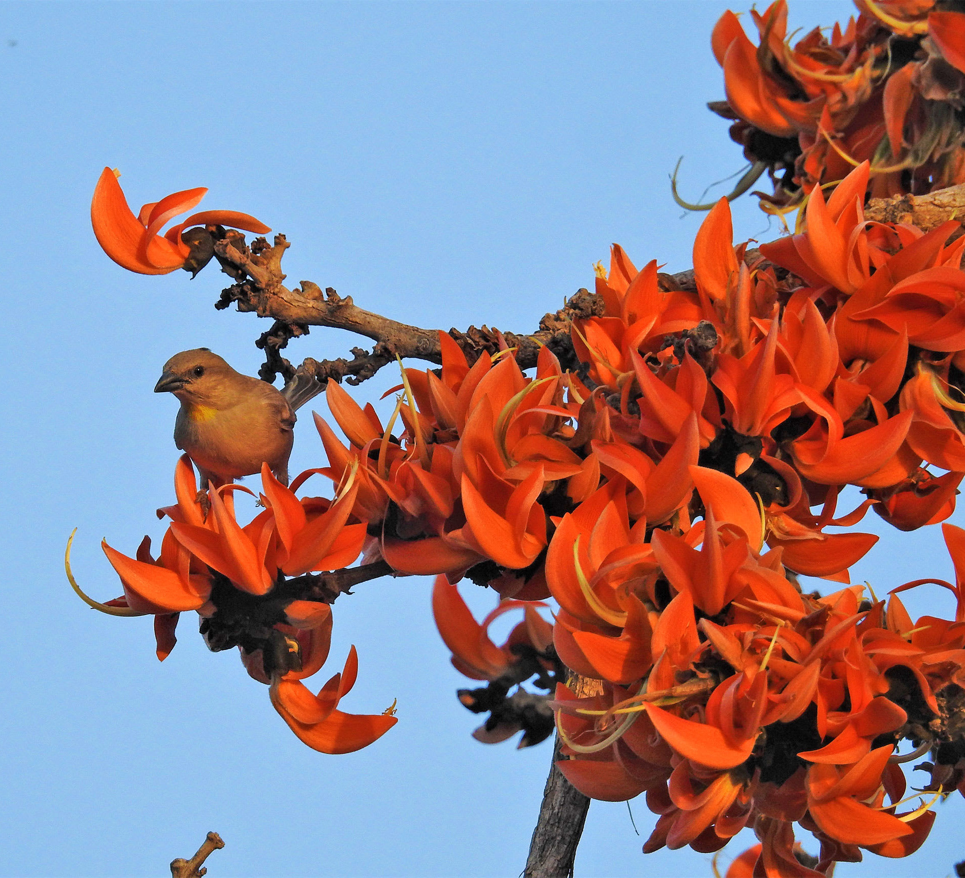 Aravallis: Love and Fresh Air