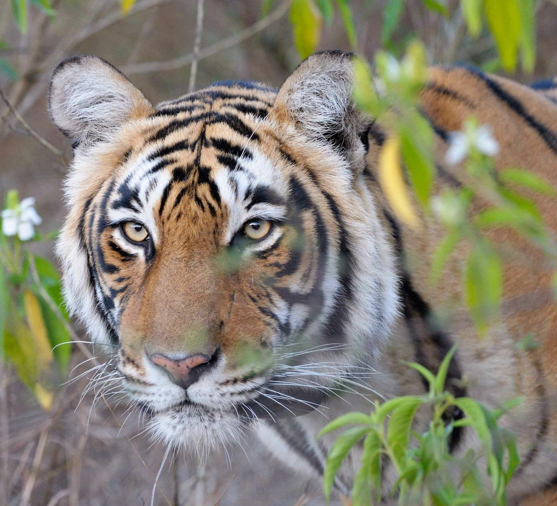 Tiger Recorded at Buxa After 23 Years