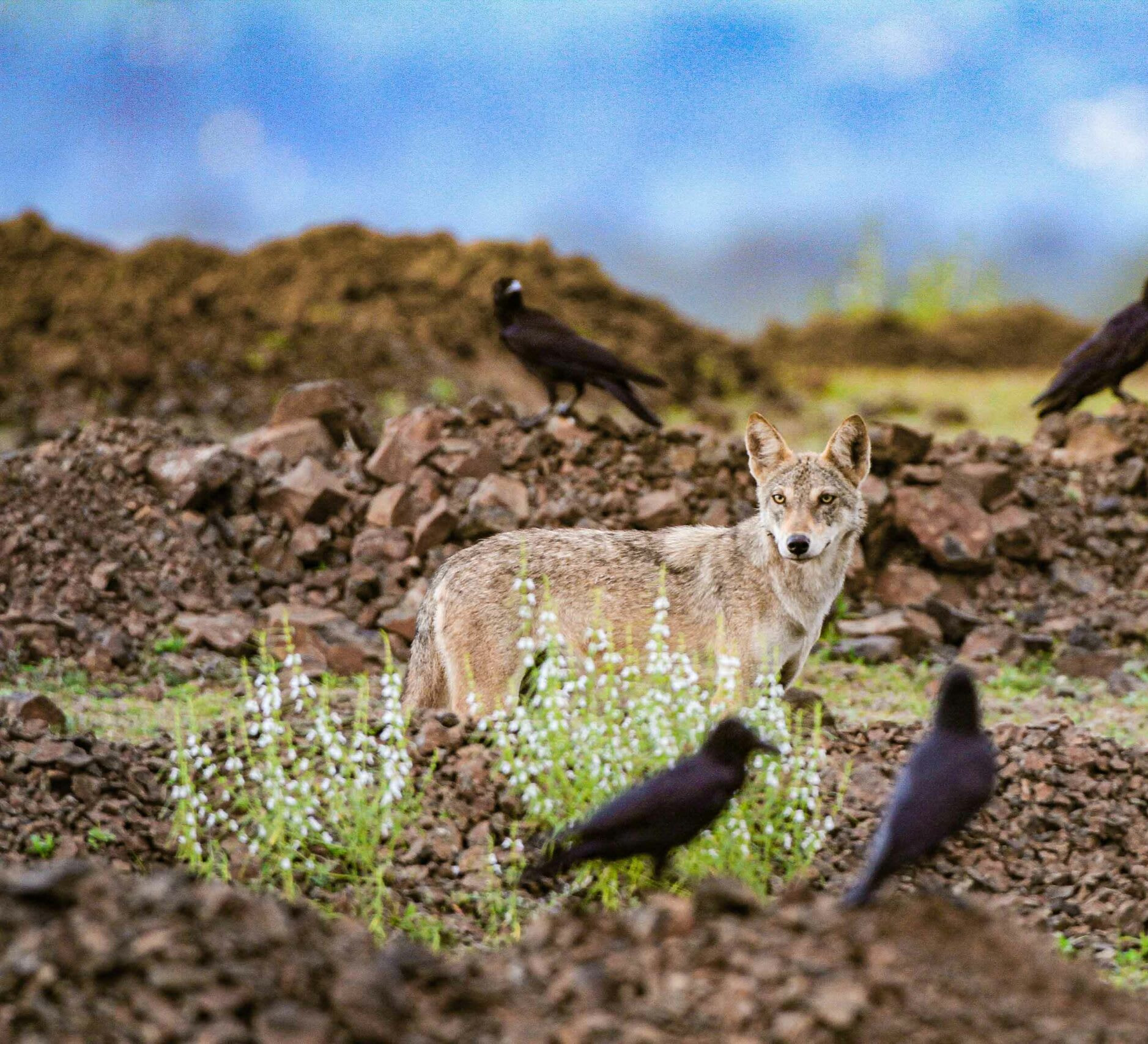 Counting Wolves Through Their Calls
