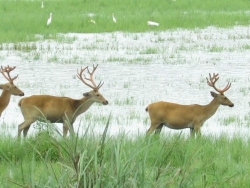 Stag Party: The Eastern Swamp Deer’s Bachelor Life