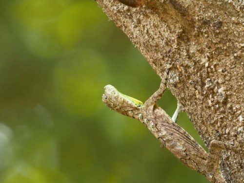 The Flying Dragons of South India