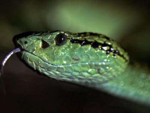 Stealthy, Silent Predator of the Night