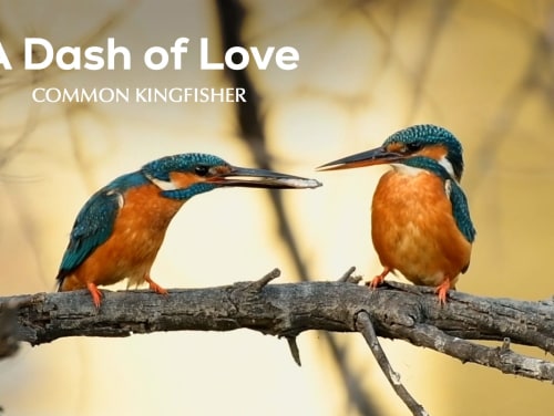 Eat, Prey, Love: Lake-side Romance of a Common Kingfisher