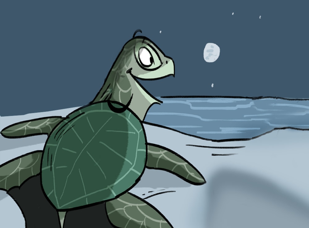 The Sea Turtle’s Annual Reunion