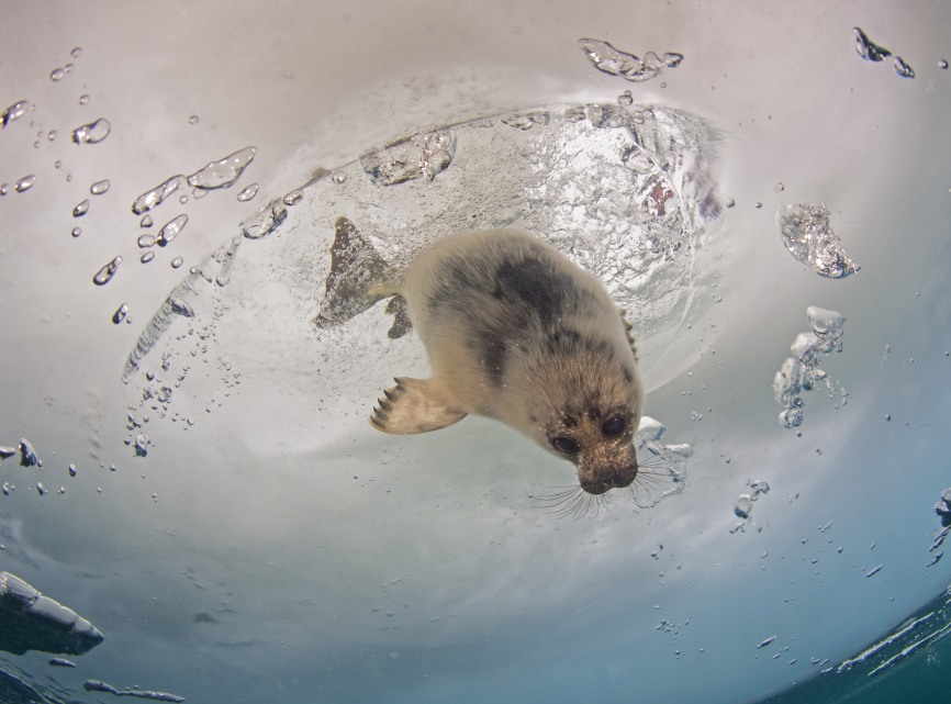 Breaking the Ice: Photographing Siberia's Elusive Nerpa Seals ...