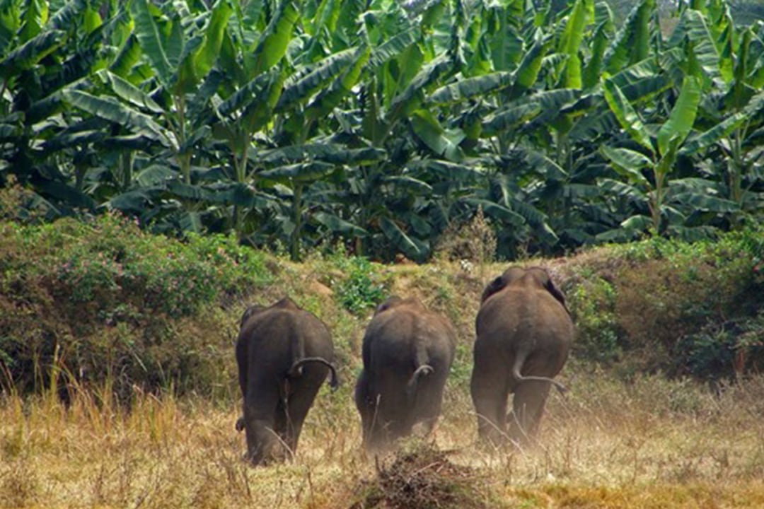 Crusading for the Gentle Giants