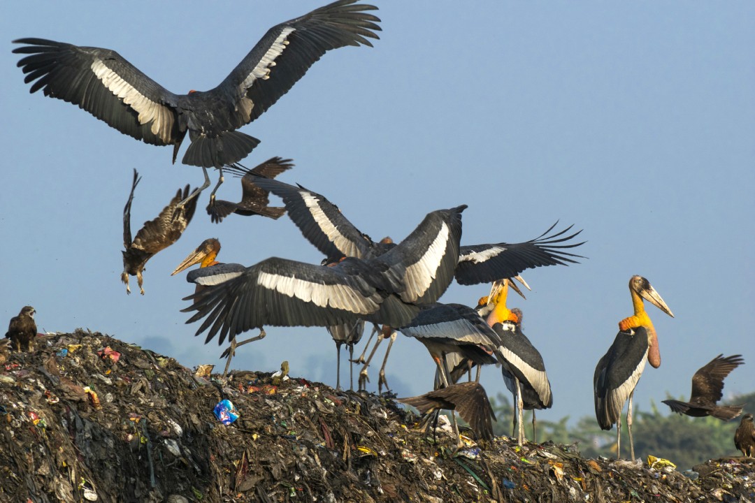 The Dramatic Tale of the Greater Adjutant
