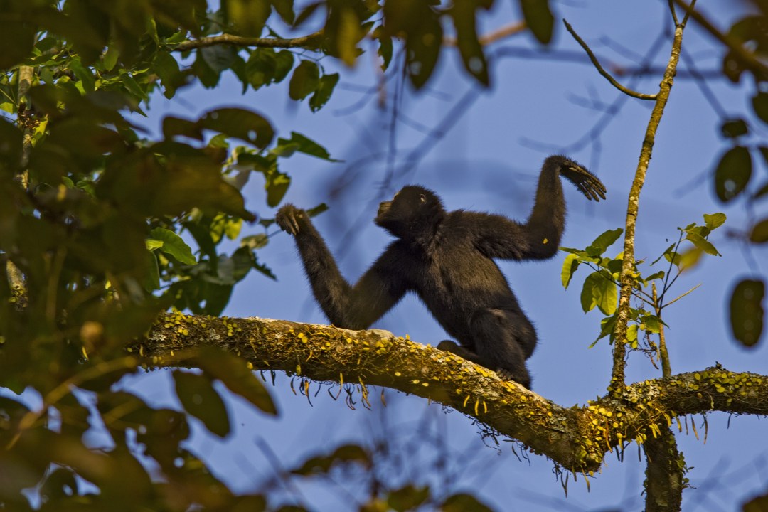Lonely Hearts Club: The Hoolock Gibbon Story