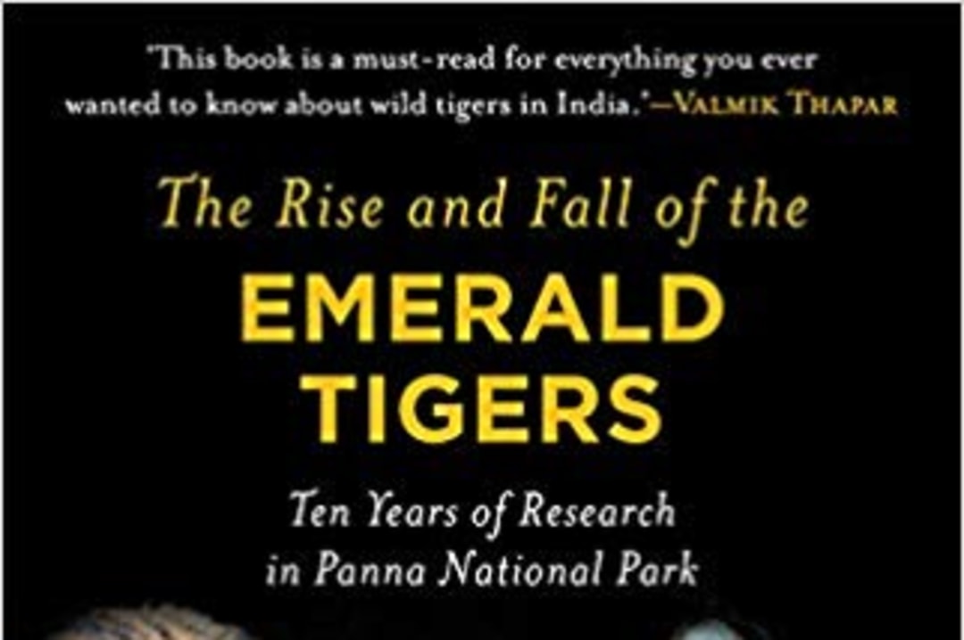 The Rise and Fall of the Emerald Tigers