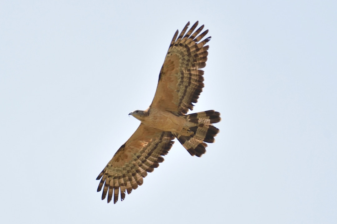 In my Backyard: The Oriental Honey-buzzard
