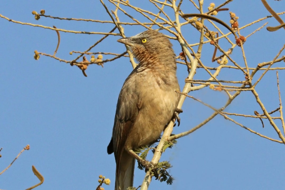 City Slickers: The Large Grey Babblers of Delhi