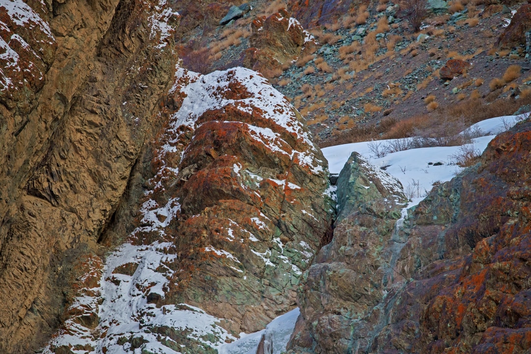 Masters of Disguise: Snow Leopard