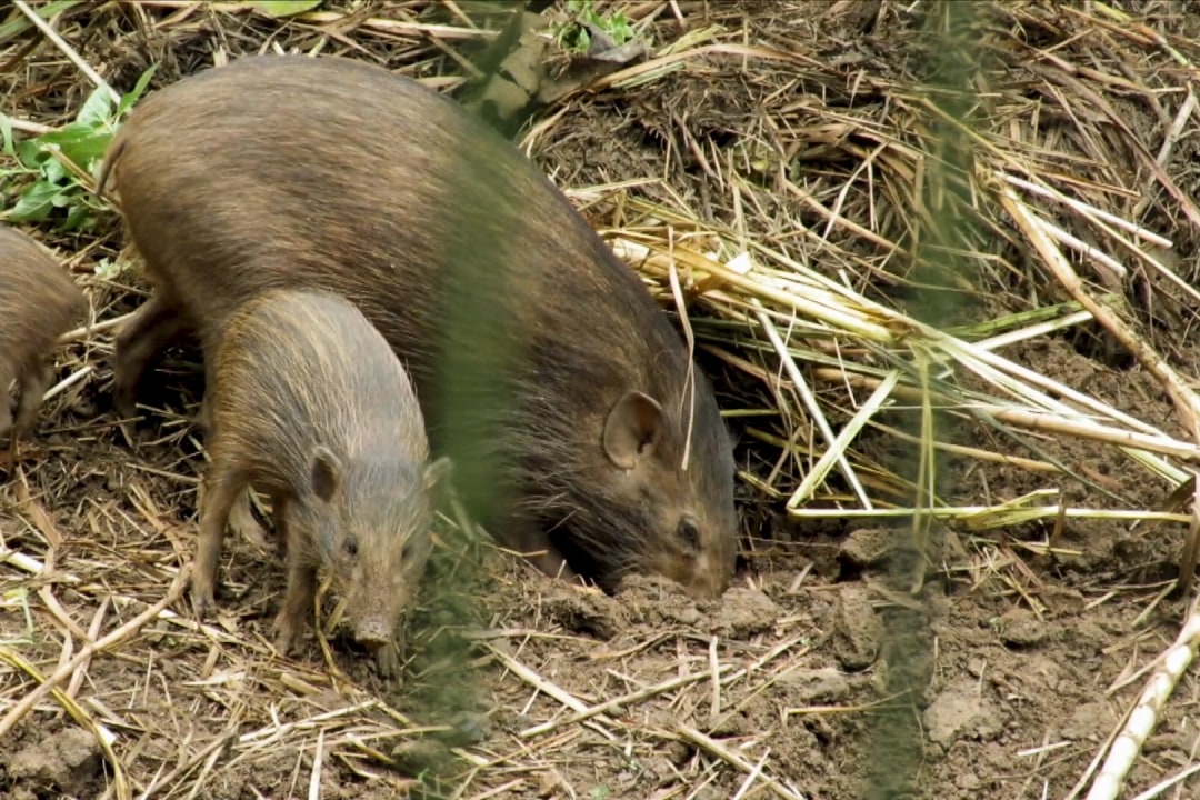The Smallest Pigs In the World Have the Best Homemaking Tips