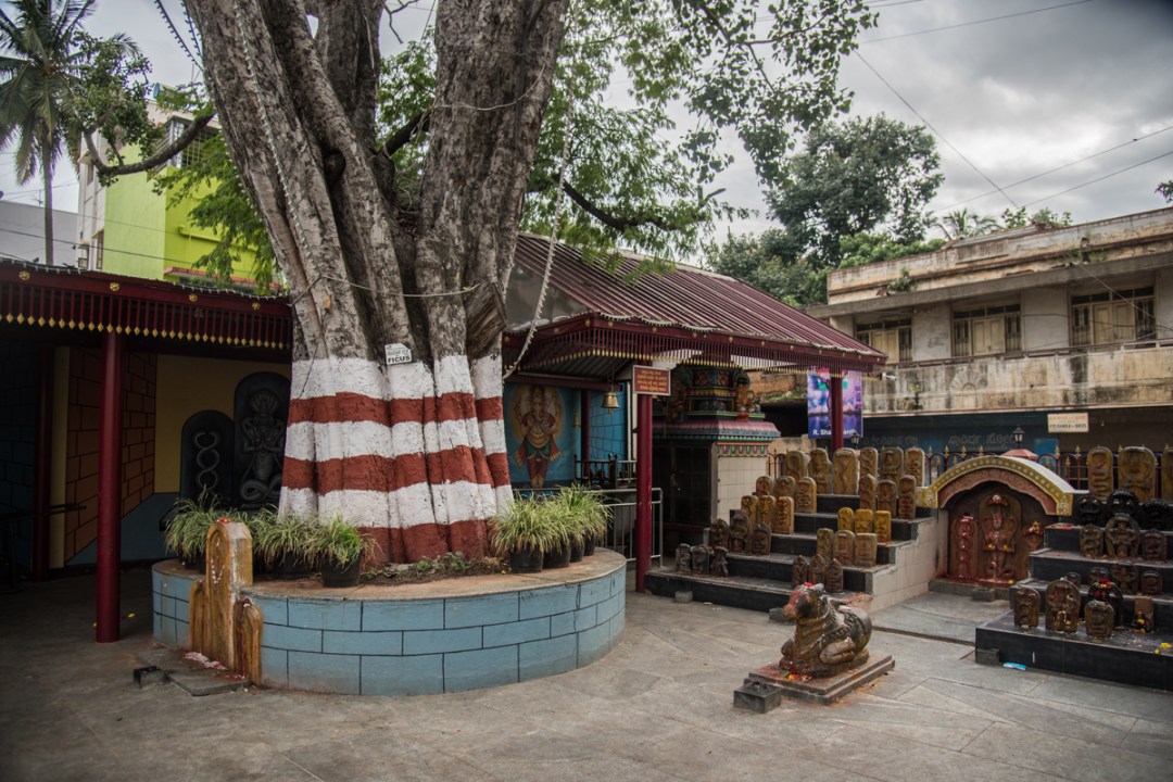 How Sacred Sites in Bengaluru Safeguard Trees