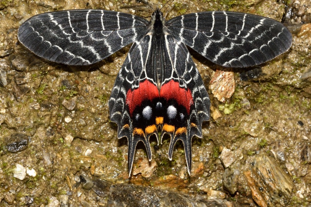 Fly on Little Wings: A Guide to India’s Butterfly Parks