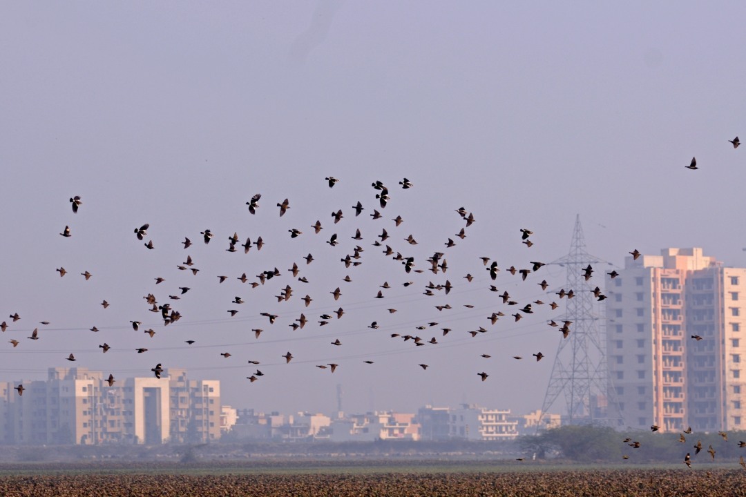 Basai Wetland Thrives Just a Short Hop From Gurugram’s Glitzy Malls