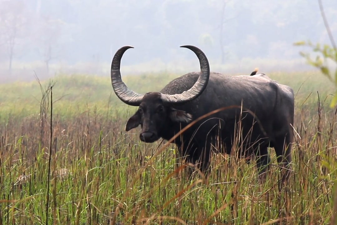 Grazing, Lazing, Wallowing: The Good Life of the Wild Water Buffalo