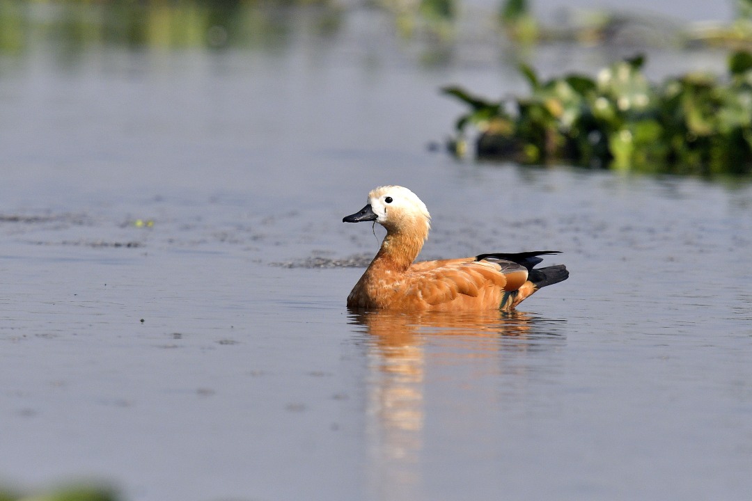 In Fine Feather: Spotting Birds in Ladakh