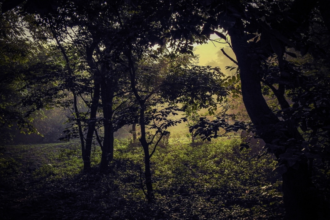 Mangar Bani: Delhi NCR’s Wild and Wonderful Neighbour