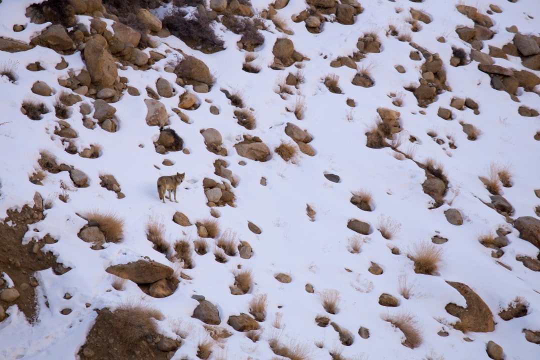 Himalayan Wolf: The Howler of Hanle