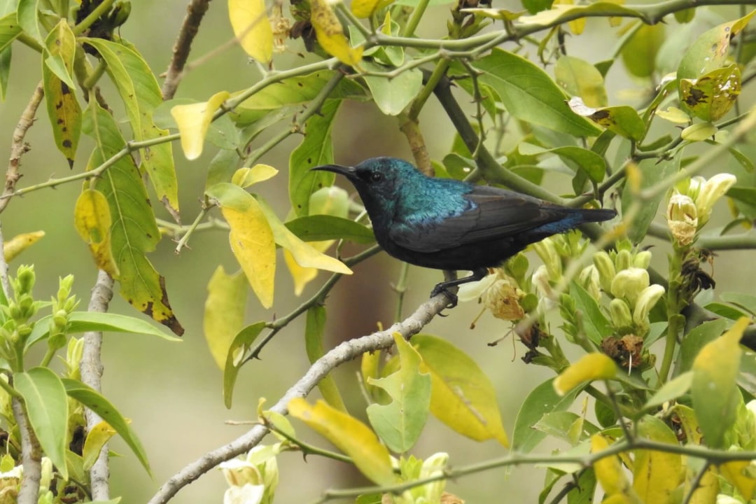 A Starburst of Colour and the Quest for a Nest