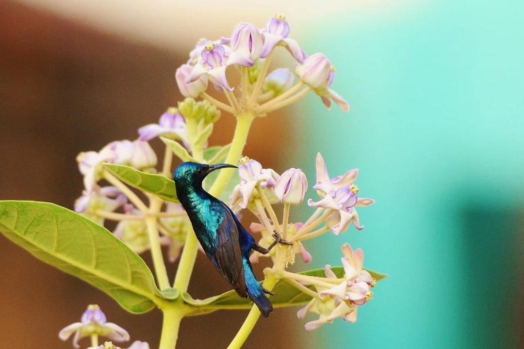 Demo 1 : A Starburst of Colour and the Quest for a Nest