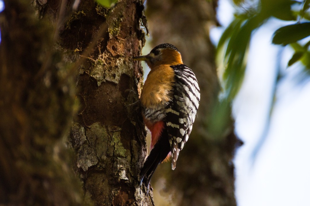 Rufous-bellied Woodpecker: A (W)holesome Guide