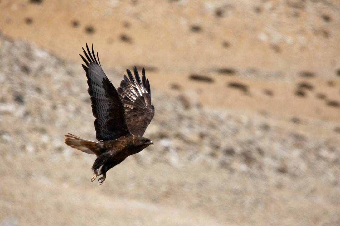 The Soaring Raptor of the Changthang Skies