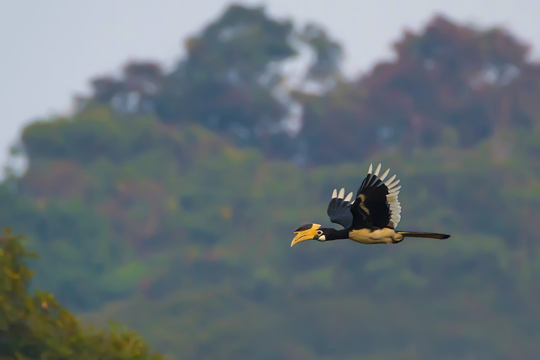 Hornbills of India: Encounters to Remember