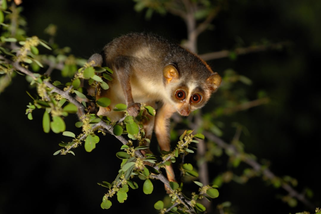 Malabar Grey Slender Loris