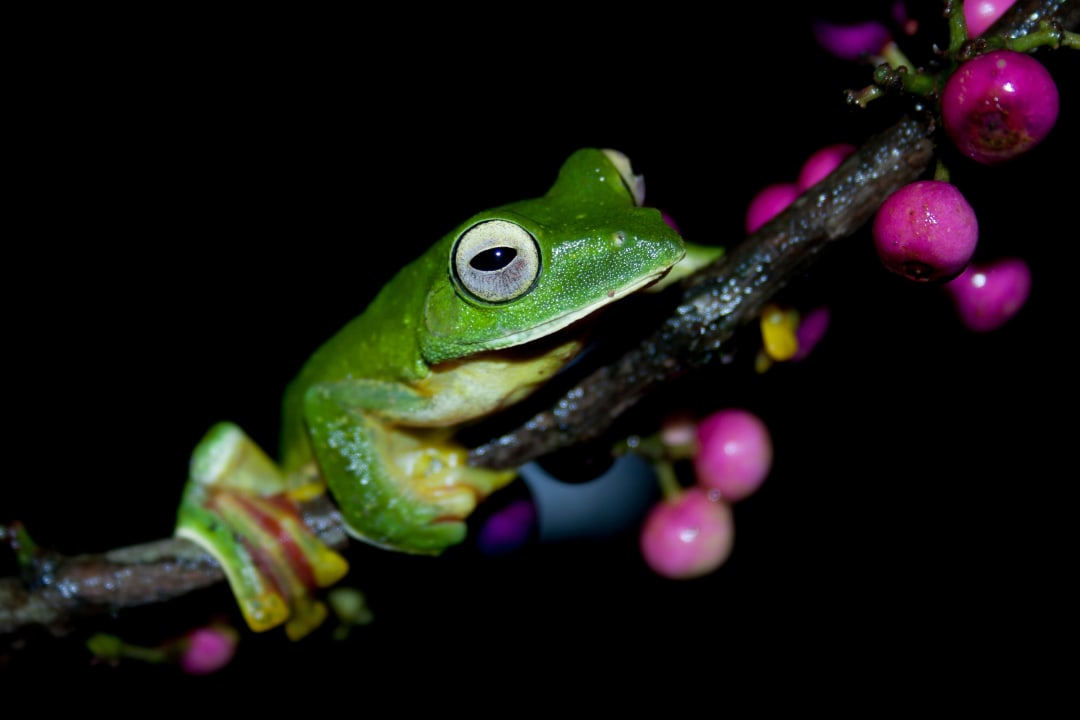 Leaps and Bounds The Fascinating Frog World of Agumbe