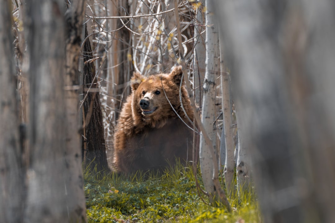 Rocky Road: Change is in the Air for the Himalayan Brown Bear