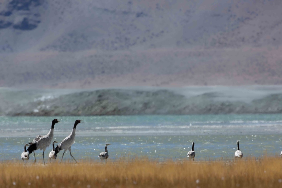 Brooding over the Black-Necked Crane