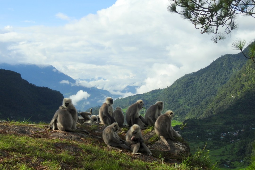 Gone Too Soon: A Tale of the Central Himalayan Langurs of Uttarakhand