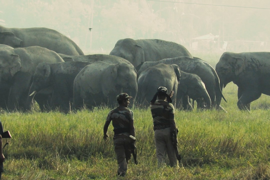 Living With Elephants