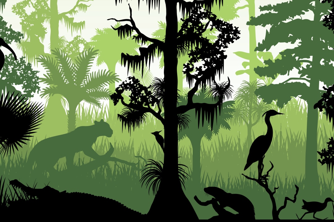 What is Habitat Fragmentation?