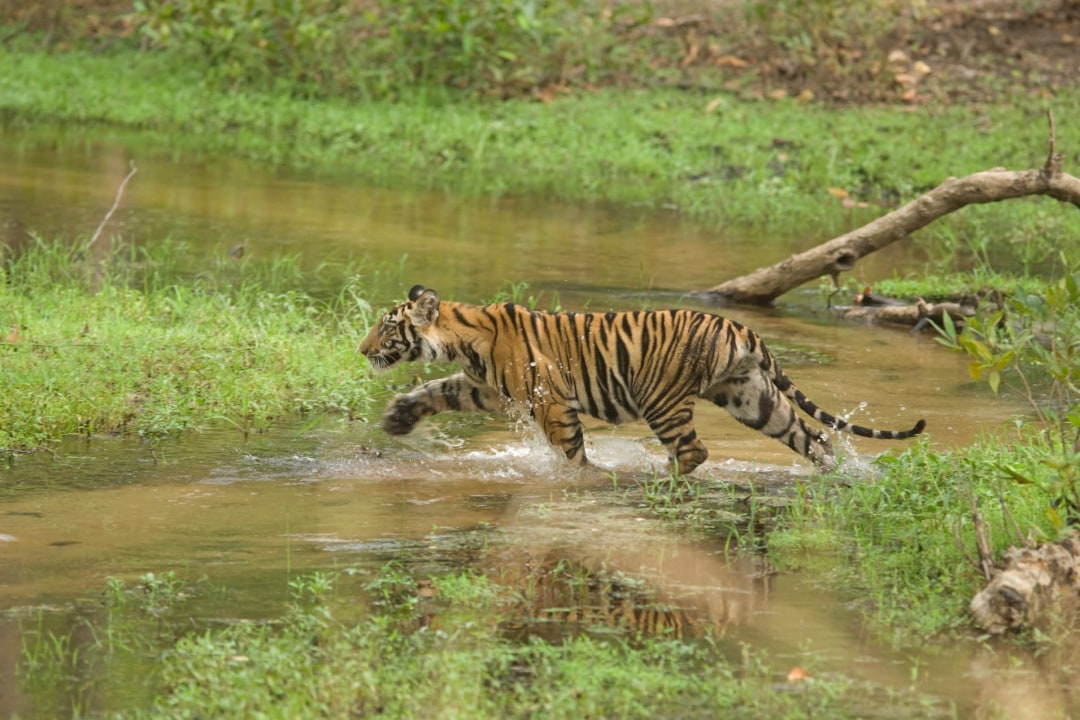 The Guide: Bandhavgarh National Park