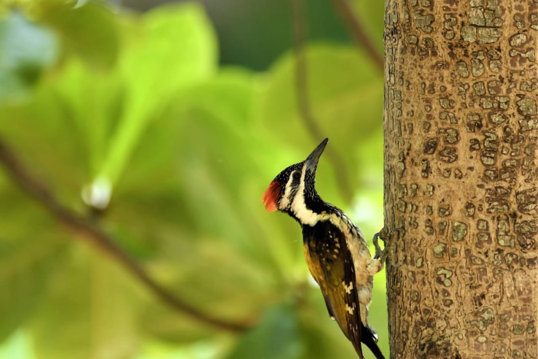 A Reluctant Birder’s Guide to Birdwatching