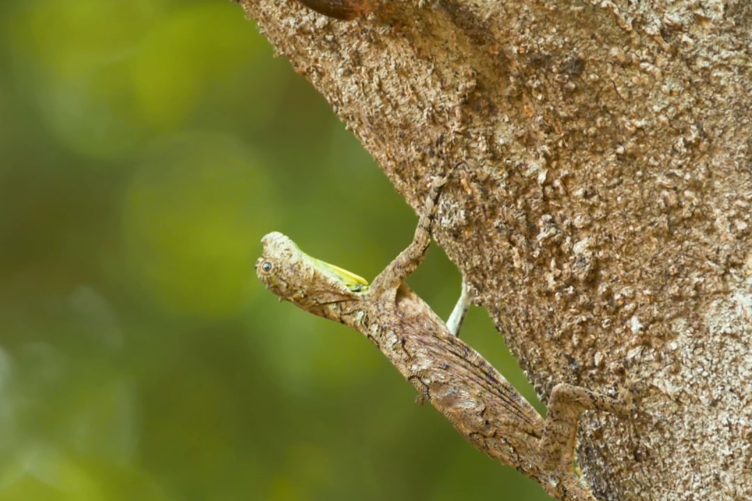 The Flying Dragons of South India