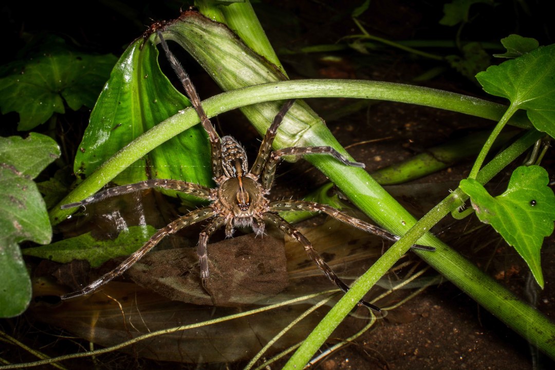 The Spider’s Wharf: Tales of a Freshwater Fishing Enthusiast