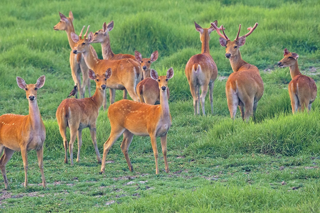 Graze Anatomy: The Elegant Swamp Deer and its Grassland Home