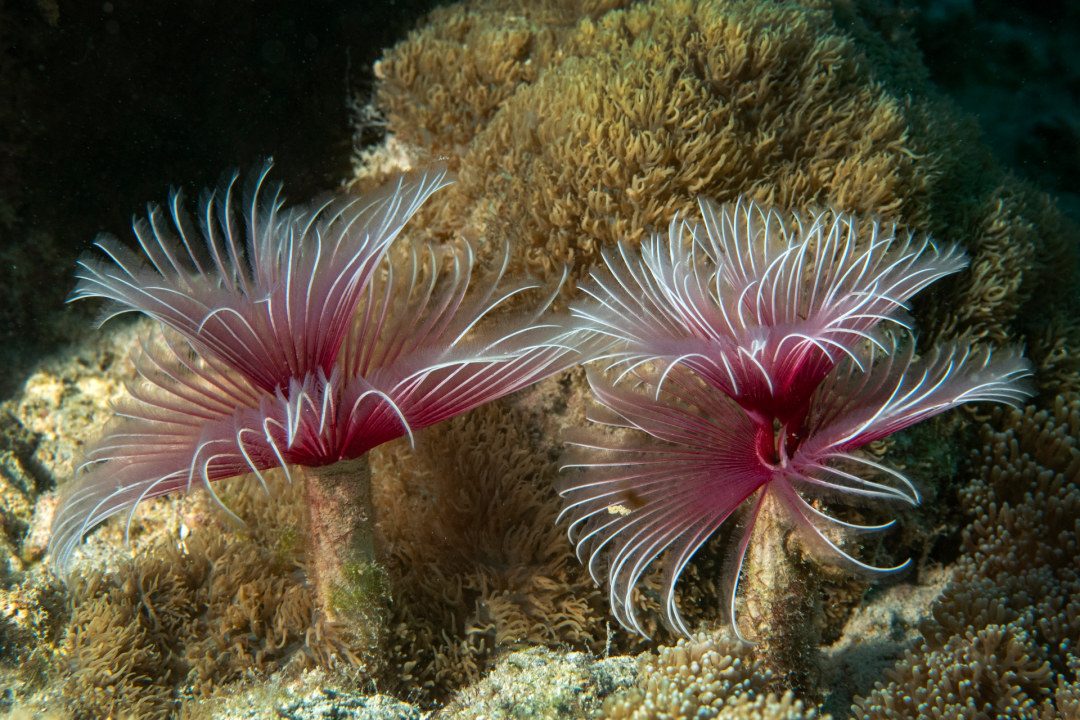 Under Cover: Ecosystems in the Sand